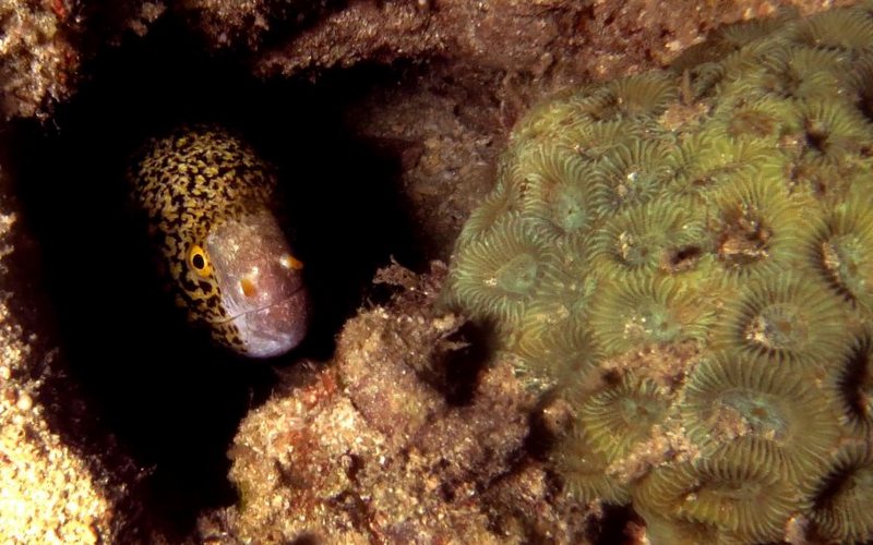 Moray Eel in hiding, Tioman Island